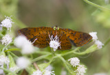 Red-bordered Metalmark _MG_0321.jpg