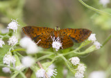 Red-bordered Metalmark _MG_0324.jpg