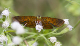 Red-bordered Metalmark _MG_0325.jpg