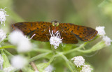 Red-bordered Metalmark _MG_0326.jpg