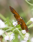 Red-bordered Metalmark _MG_0338.jpg