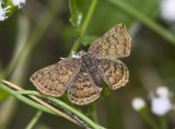 Red-bordered Metalmark _MG_0497.jpg