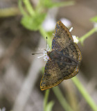 Red-bordered Metalmark _MG_0517.jpg