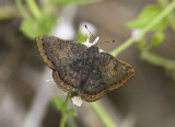 Red-bordered Metalmark _MG_0520.jpg