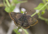 Red-bordered Metalmark _MG_0523.jpg