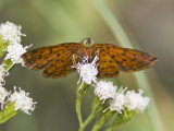 Red-bordered Metalmark _MG_0544.jpg