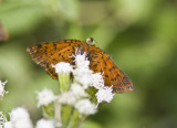 Red-bordered Metalmark _MG_0548.jpg