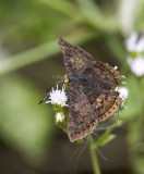 Red-bordered Metalmark _MG_0575.jpg