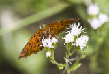 Red-bordered Metalmark _MG_0596.jpg