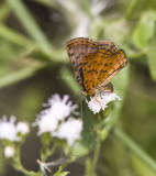 Red-bordered Metalmark _MG_0602.jpg