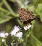 Red-bordered Metalmark _MG_0603.jpg