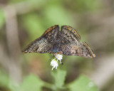 Red-bordered Metalmark _MG_0715.jpg