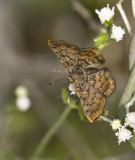 Red-bordered Metalmark _MG_0908.jpg