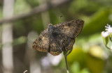 Red-bordered Metalmark _MG_2032.jpg