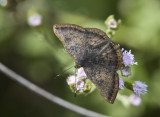 Red-bordered Metalmark _MG_2076.jpg