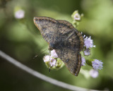 Red-bordered Metalmark _MG_2077.jpg