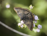 Red-bordered Metalmark _MG_2079.jpg