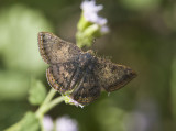 Red-bordered Metalmark _MG_2099.jpg