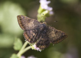 Red-bordered Metalmark _MG_2102.jpg