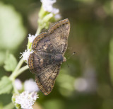 Red-bordered Metalmark _MG_2117.jpg