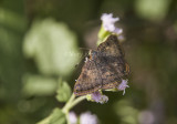 Red-bordered Metalmark _MG_2122.jpg