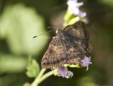 Red-bordered Metalmark _MG_2126.jpg