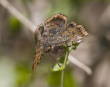 Red-bordered Metalmark _MG_2132.jpg