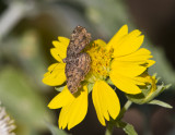 Red-bordered Metalmark _MG_2748.jpg