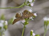 Red-bordered Metalmark female _MG_0369.jpg