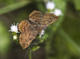Red-bordered Metalmark female _MG_0591.jpg