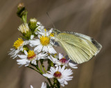 Cabbage White _MKR2215.jpg