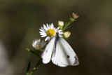 Cabbage White _MKR2181.jpg