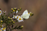 Cabbage White _MKR2221.jpg