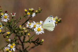 Cabbage White _MKR2224.jpg