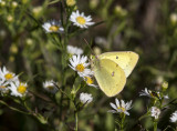 Clouded Sulphur _MG_8706.jpg