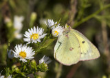 Clouded Sulphur female _MG_8830.jpg