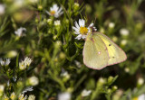 Clouded Sulphur female _MG_8833.jpg