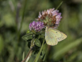 Common Sulphur female _MG_8884.jpg