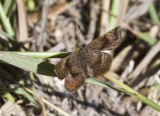 Rounded Metalmark _MG_1863.jpg