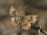 Rounded Metalmark _MG_1982.jpg