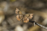 Rounded Metalmark _MG_1983.jpg