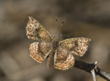 Rounded Metalmark _MG_1995.jpg