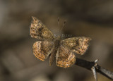 Rounded Metalmark _MG_1976.jpg