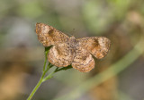 Rounded Metalmark _MG_0542.jpg