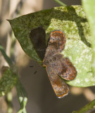 Rounded Metalmark _MG_1644.jpg