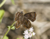 Rounded Metalmark _MG_1649.jpg