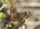 Rounded Metalmark _MG_1651.jpg