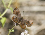 Rounded Metalmark _MG_1657.jpg