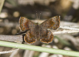 Rounded Metalmark _MG_1658.jpg