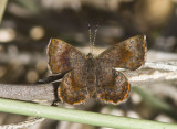 Rounded Metalmark _MG_1661.jpg